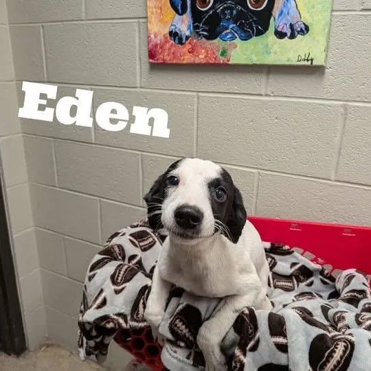 Eden