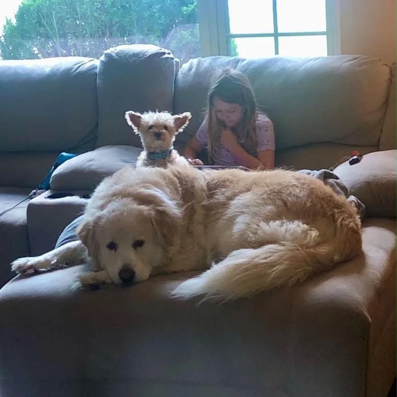A senior extra large-sized female White / Cream Great Pyrenees dog named Abbey for adoption in Buffalo, MN