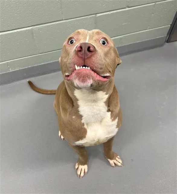 A young small-sized male Pit Bull Terrier dog named Beefy Burrito for adoption in Geneva, IL