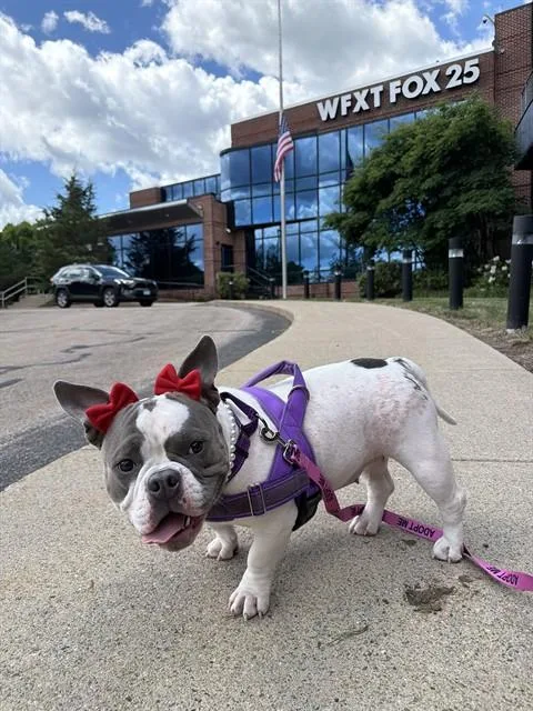 A young medium-sized female American Bulldog dog named Cherry for adoption in Dedham, MA