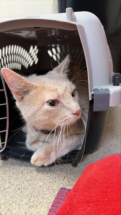 An adult small-sized female Domestic Short Hair cat named Napa for adoption in West Chester, PA