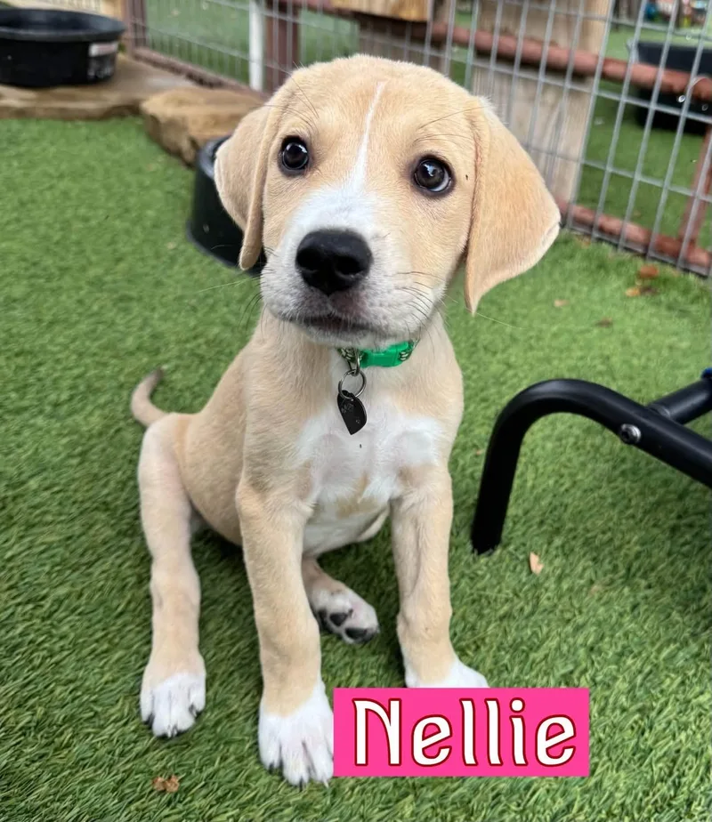 Nellie thumbnail 5