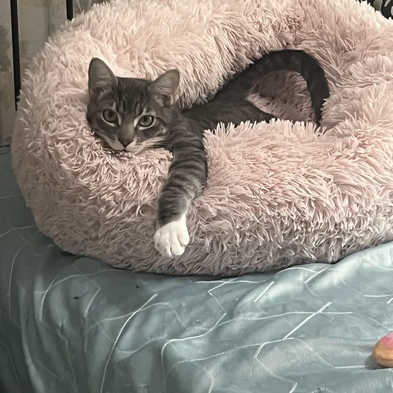 A baby medium-sized male Domestic Short Hair cat named Beau for adoption in Delray Beach, FL