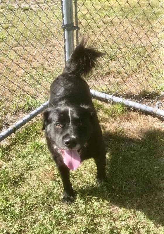 Bongo