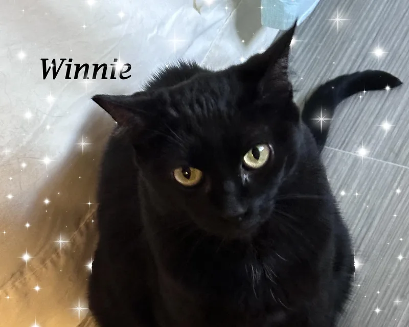 Winnie  "queen Bee" thumbnail 5