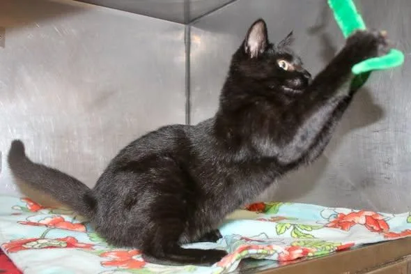 A young medium-sized female Domestic Short Hair cat named Rain for adoption in Brazil, IN