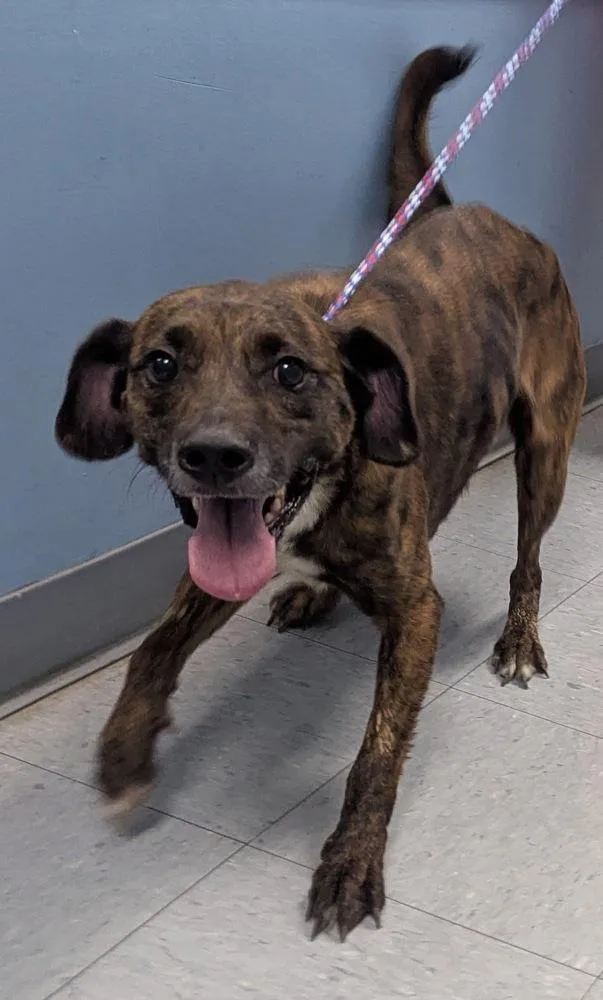 An adult medium-sized male Brindle Pit Bull Terrier dog named Houston for adoption in Evansville, IN