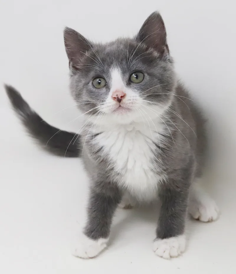 A baby small-sized male White Turkish Van cat named Dakota is a gentle for adoption in Bedford Hills, NY