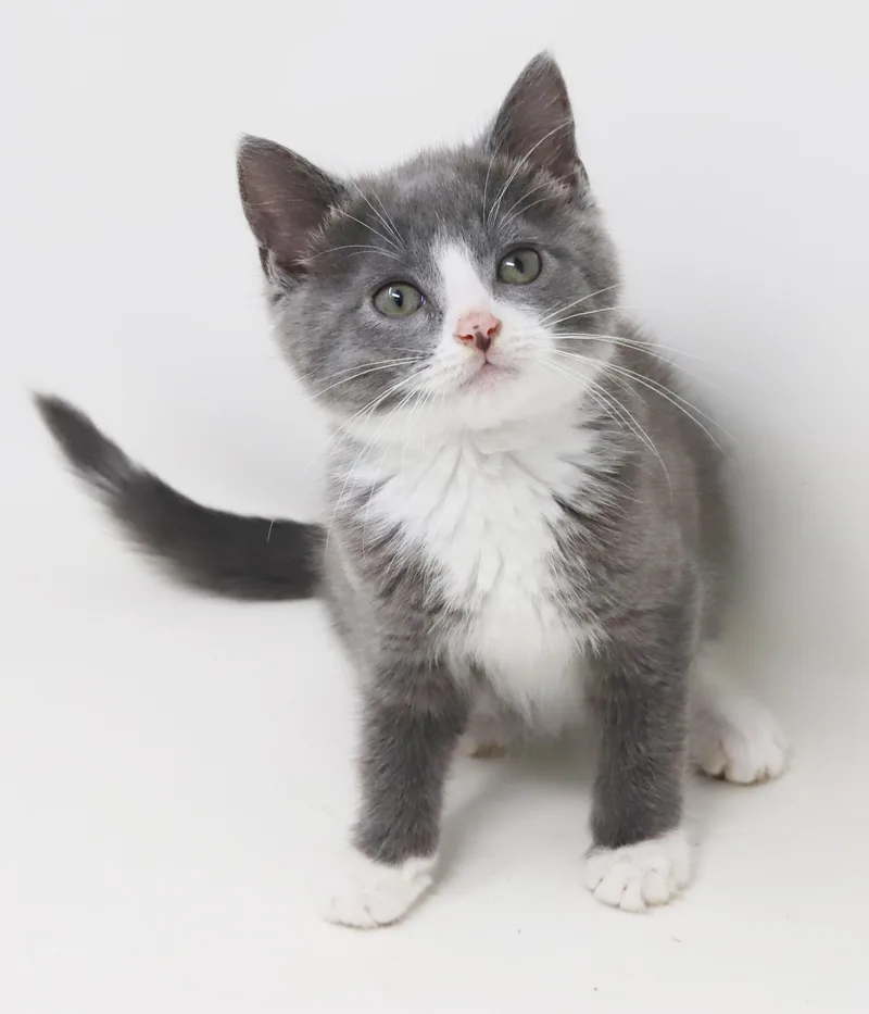 Dakota is a gentle thumbnail 3