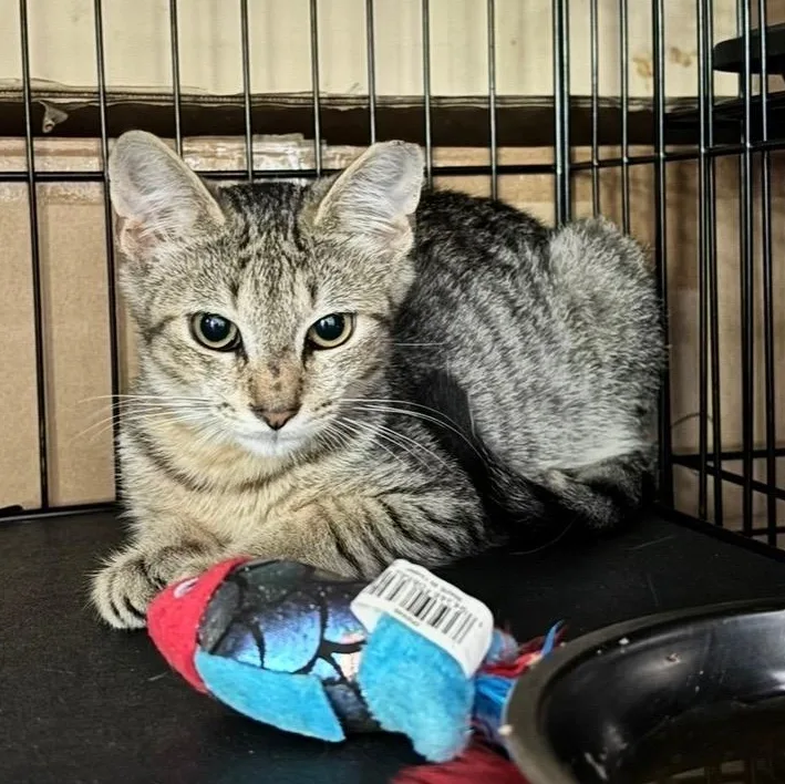 A young medium-sized male Tabby (Gray / Blue / Silver) Domestic Short Hair cat named Niko for adoption in Bridgeport, CT