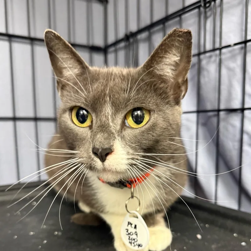 A young medium-sized female Gray / Blue / Silver Domestic Short Hair cat named Squash for adoption in Normal, IL