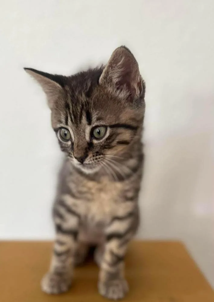 A baby small-sized male Gray / Blue / Silver Domestic Short Hair cat named Dusty for adoption in Sedalia, CO