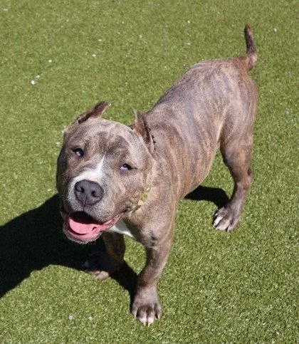 A young medium-sized male Pit Bull Terrier dog named Mushu Athens for adoption in Rockaway, NJ