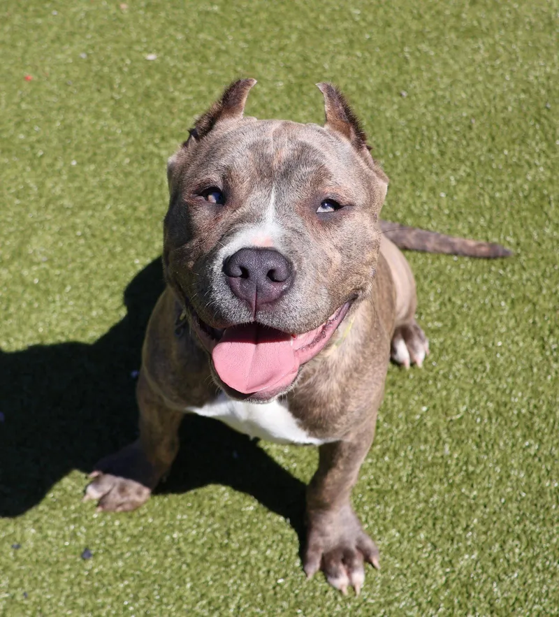 Mushu Athens thumbnail 3