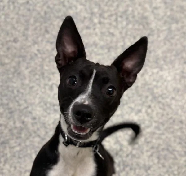 A young medium-sized female Chihuahua dog named Dot for adoption in Golden, CO