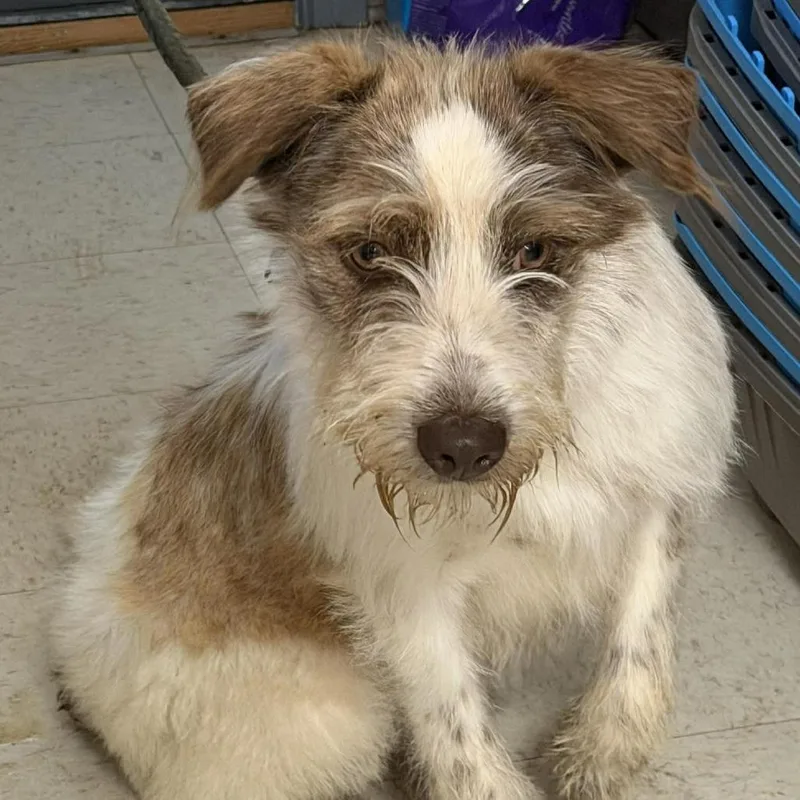 A young medium-sized male White / Cream Terrier dog named Hairy Pawter for adoption in Washington, DC