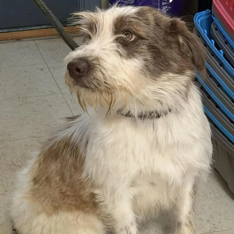 Hairy Pawter thumbnail 2