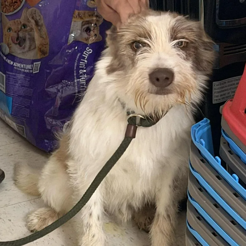 Hairy Pawter thumbnail 3