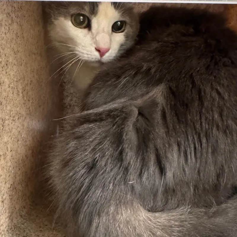 A senior medium-sized female Brown / Chocolate Domestic Short Hair cat named Lucy for adoption in Philadelphia, PA