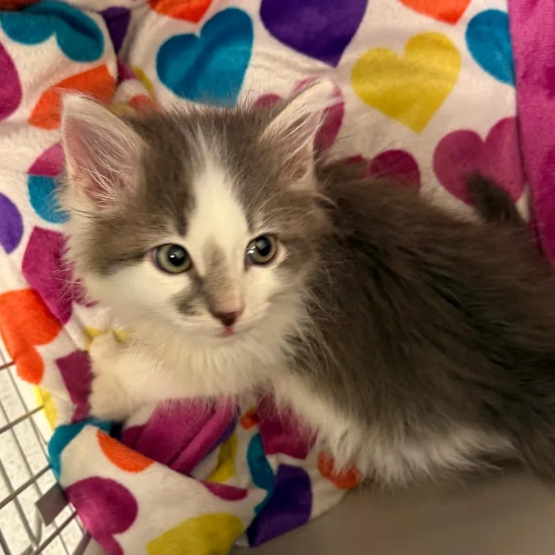 A baby small-sized male Gray / Blue / Silver Domestic Long Hair cat named Beetlejuice for adoption in Charlottesville, VA