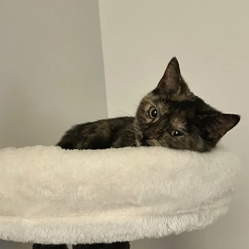 A young medium-sized female Tortoiseshell Domestic Short Hair cat named Dill Pickle for adoption in Roswell, GA