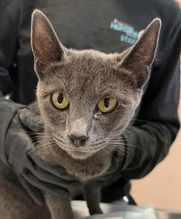 An adult medium-sized female Domestic Short Hair cat named Glabella for adoption in San Diego, CA