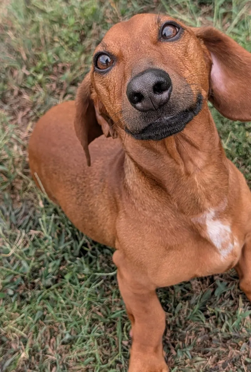 A young small-sized male Dachshund dog named Winston in LA for adoption in Shelbyville, TN