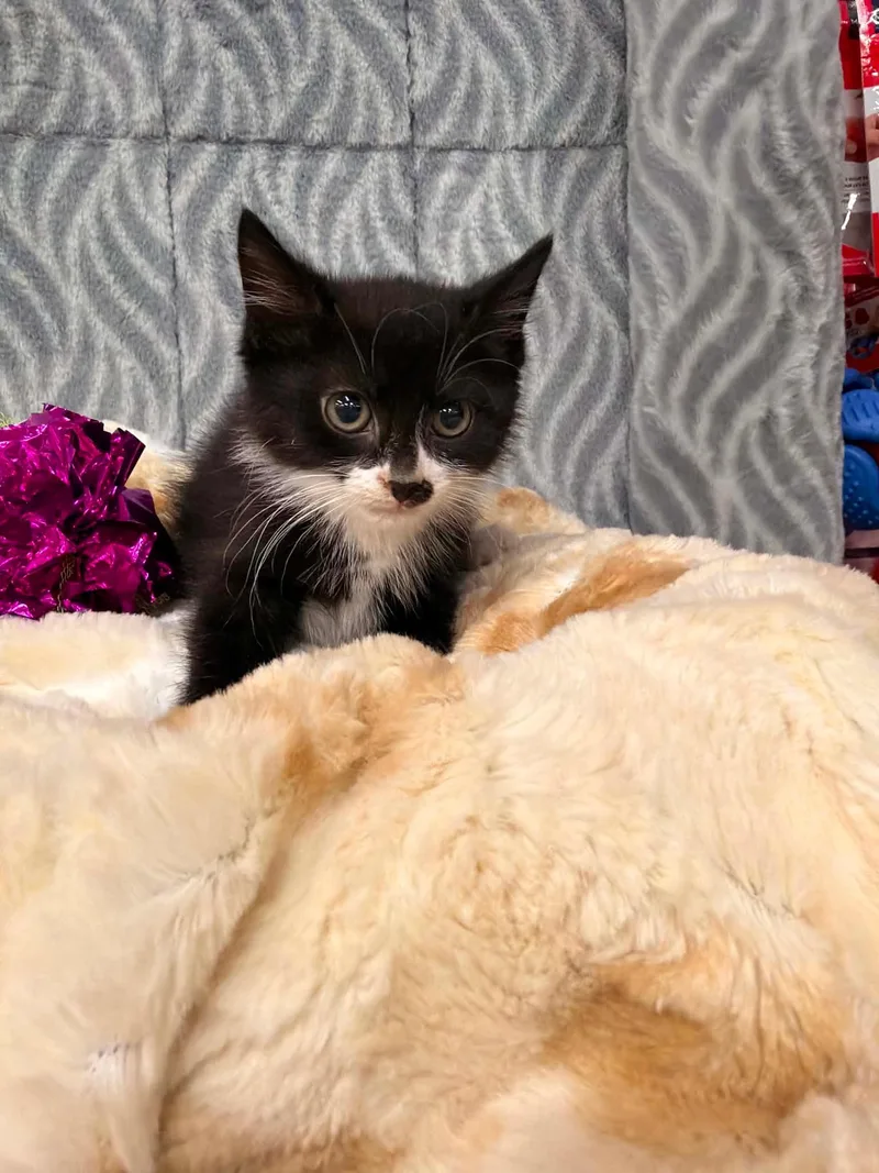 A baby medium-sized male Black & White / Tuxedo Domestic Short Hair cat named Junior for adoption in Mechanicsburg, PA