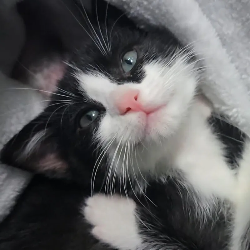 A baby small-sized female Gray / Blue / Silver Domestic Short Hair cat named Panda for adoption in Chattanooga, TN
