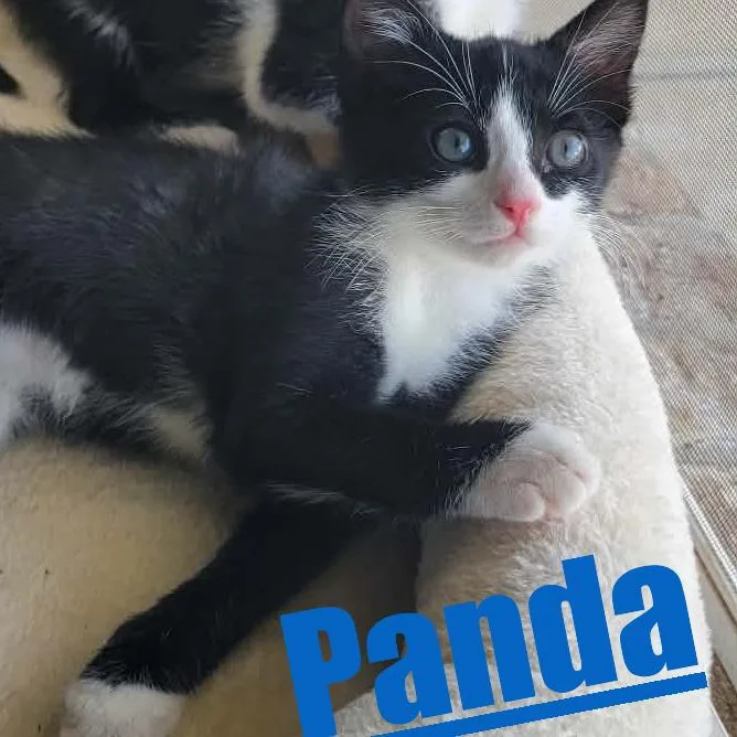 Panda thumbnail 4