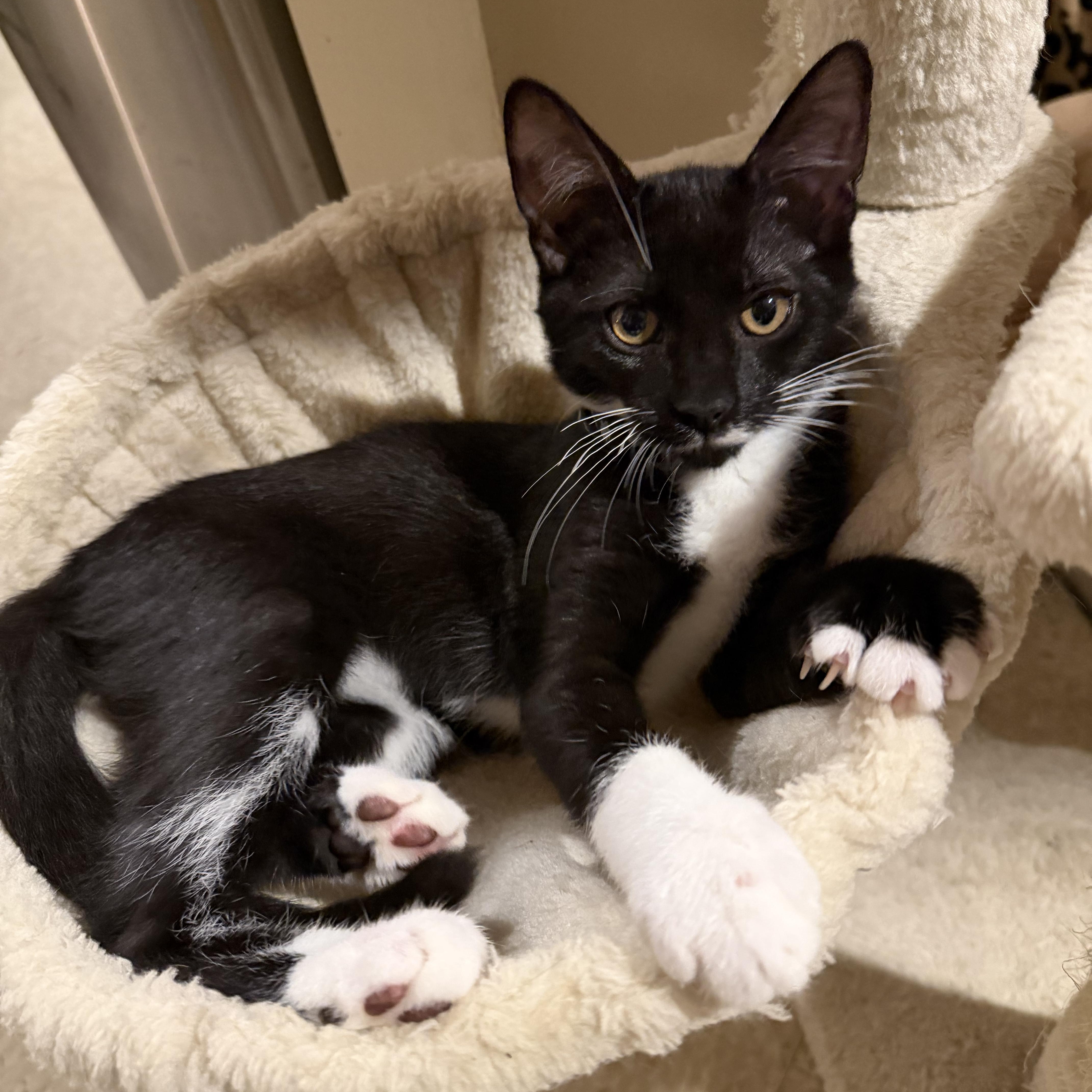 A baby small-sized male Black & White / Tuxedo Domestic Short Hair cat named Harry for adoption in Lindenhurst, NY