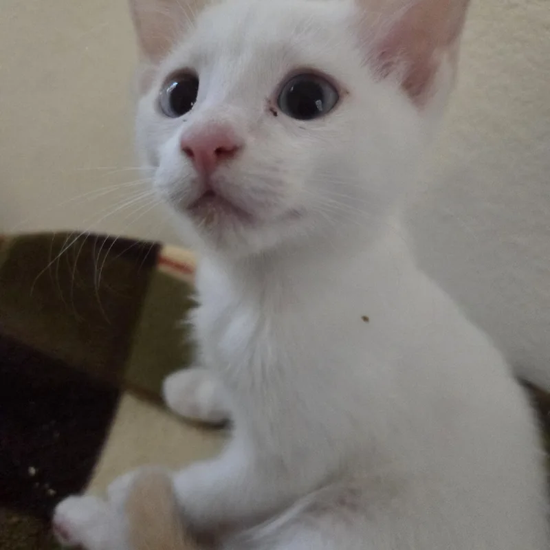 A baby medium-sized female Siamese cat named Adora for adoption in Los Angeles, CA