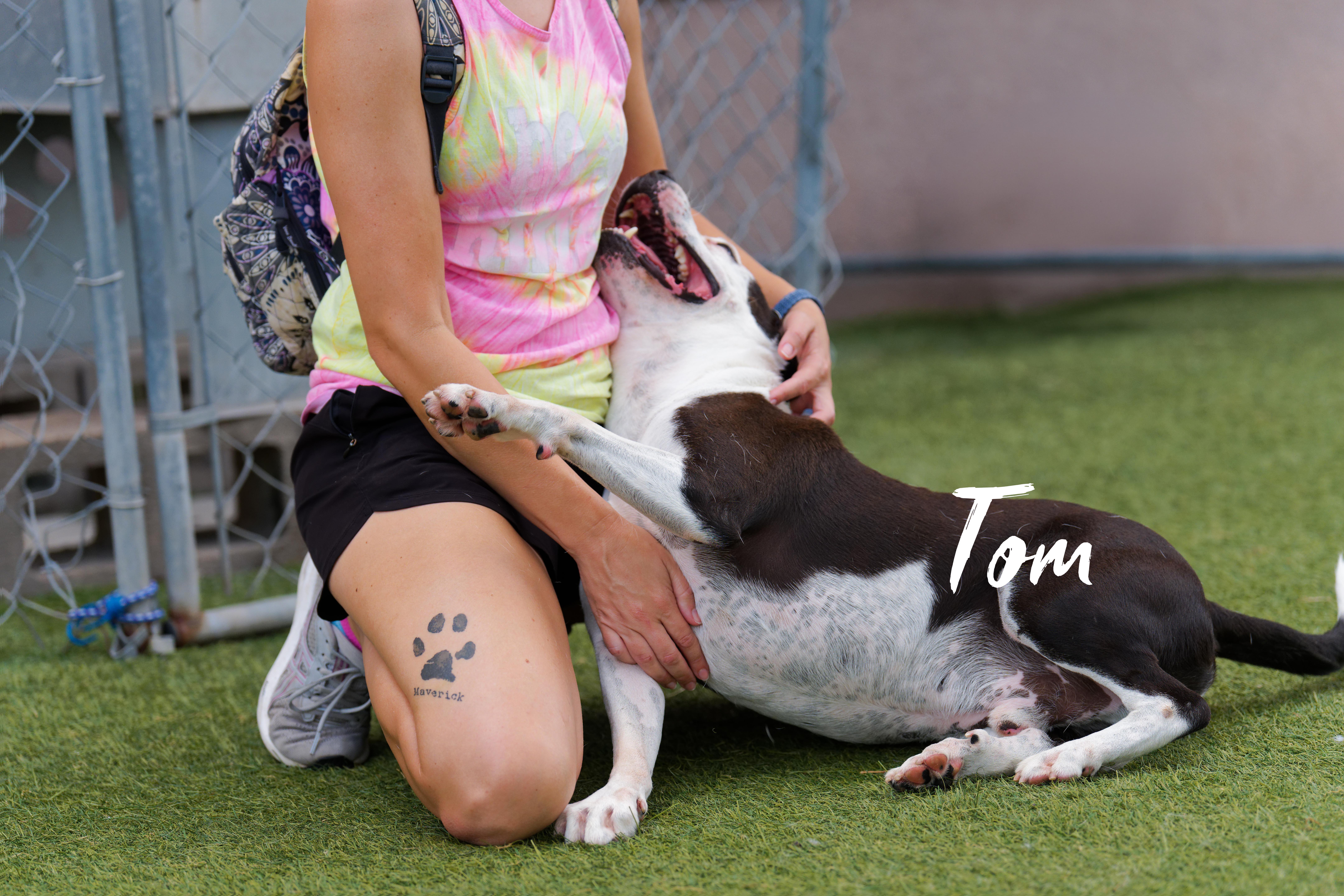 An adult medium-sized male White / Cream American Staffordshire Terrier dog named Tom for adoption in Houston, TX
