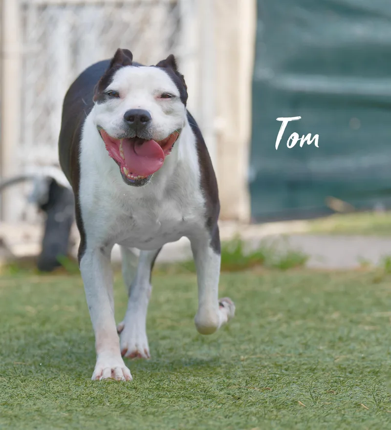 Tom thumbnail 3