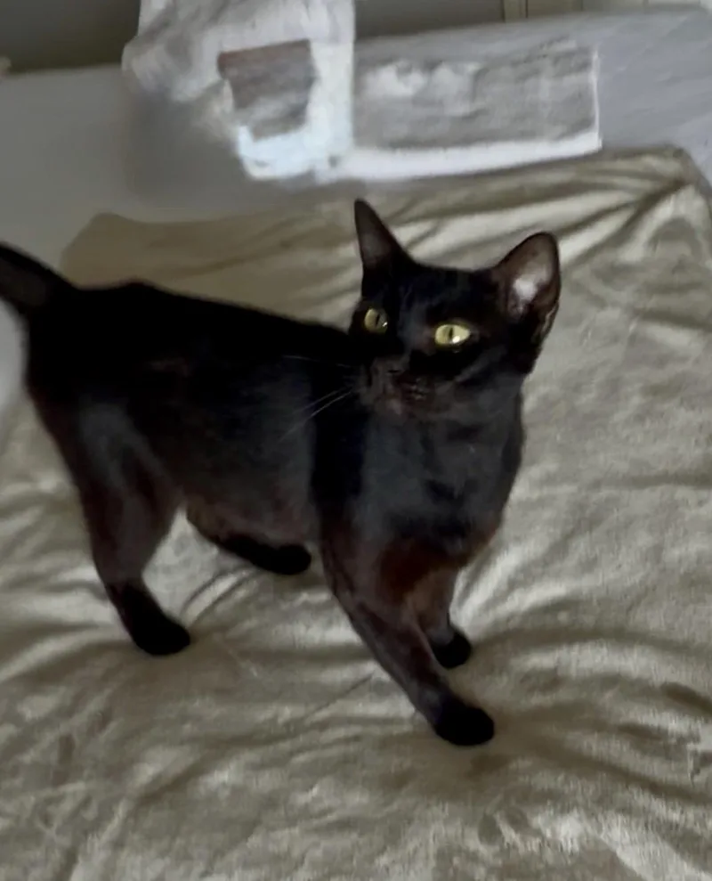A young medium-sized female Black American Shorthair cat named Cece for adoption in San Antonio, TX