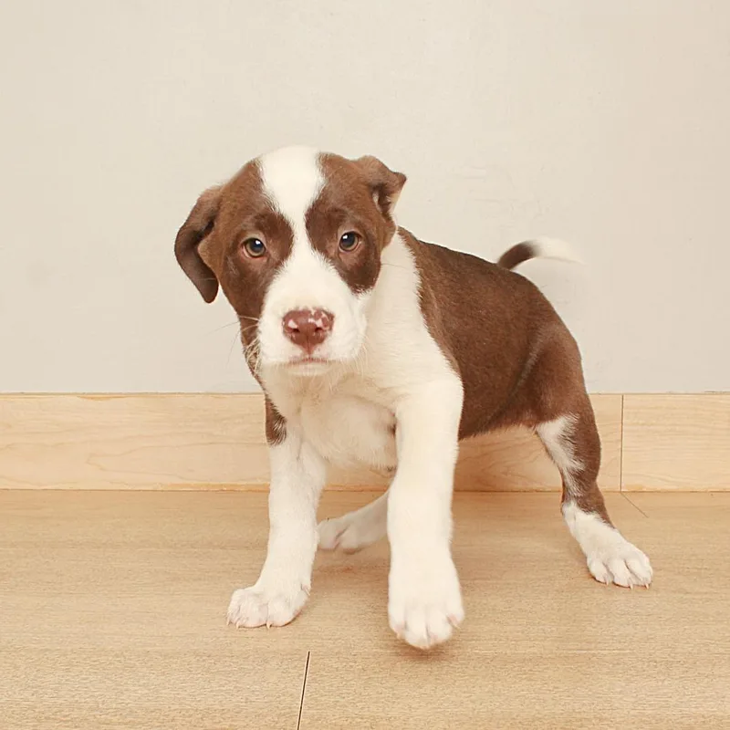 A baby medium-sized female Brown / Chocolate Boxer dog named Lottie Dod D for adoption in Minnetonka, MN