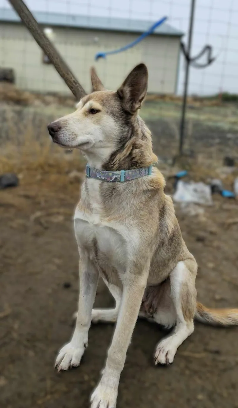 Nomad: Ridge Dog Graduate