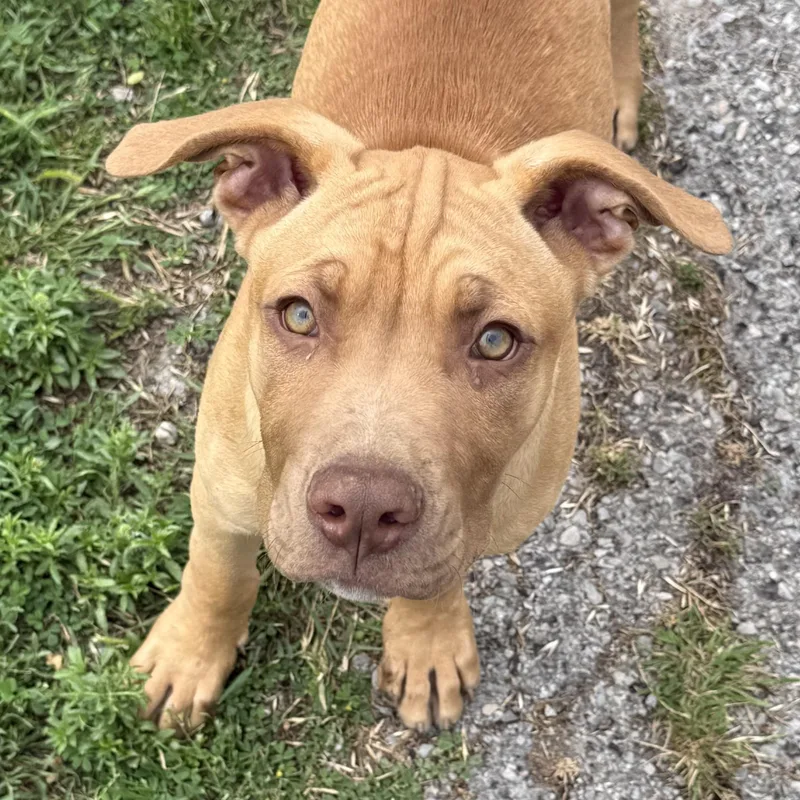 A baby large-sized male American Bulldog dog named Tex for adoption in Krum, TX