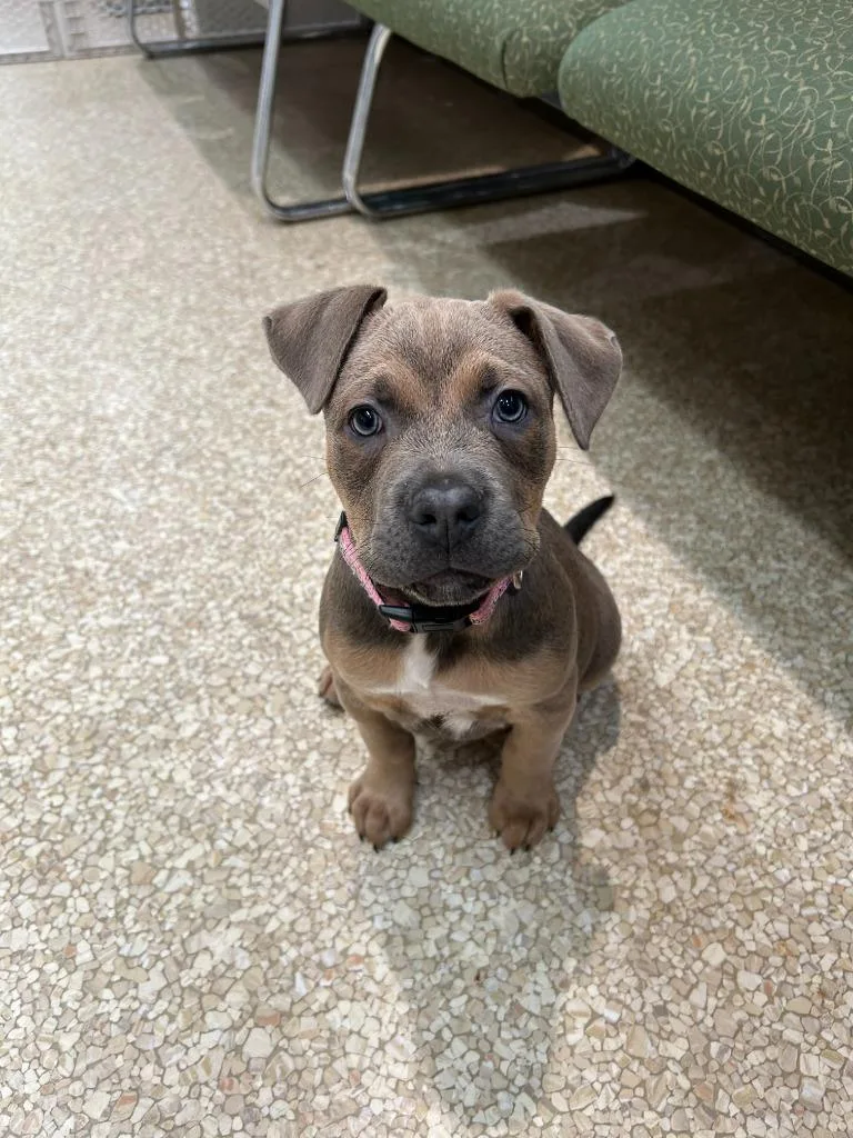 A baby medium-sized female Terrier dog named Snickers for adoption in Utica, MI