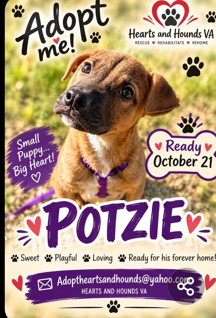 A baby medium-sized male Pit Bull Terrier dog named Potzie for adoption in Limestone, TN