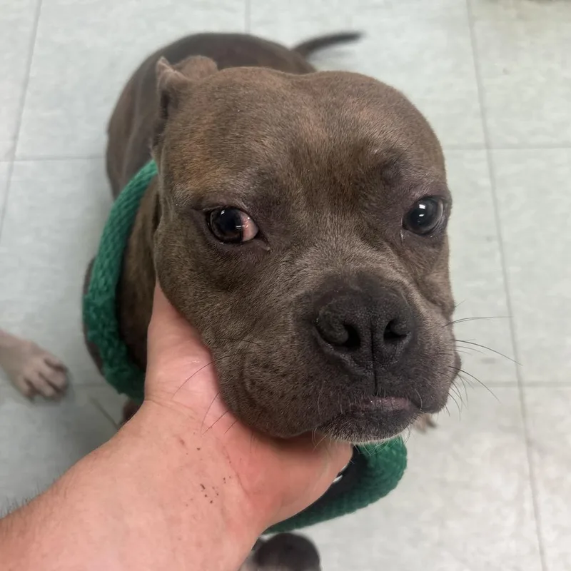 An adult medium-sized female Brown / Chocolate Mixed Breed dog named Buttercup for adoption in Philadelphia, PA