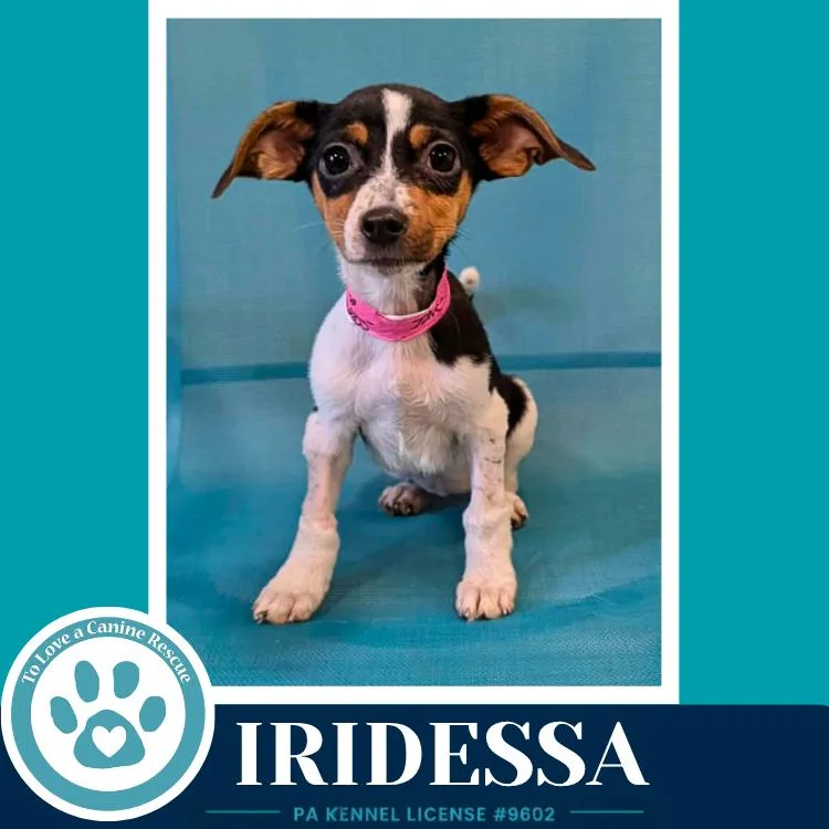 Iridessa