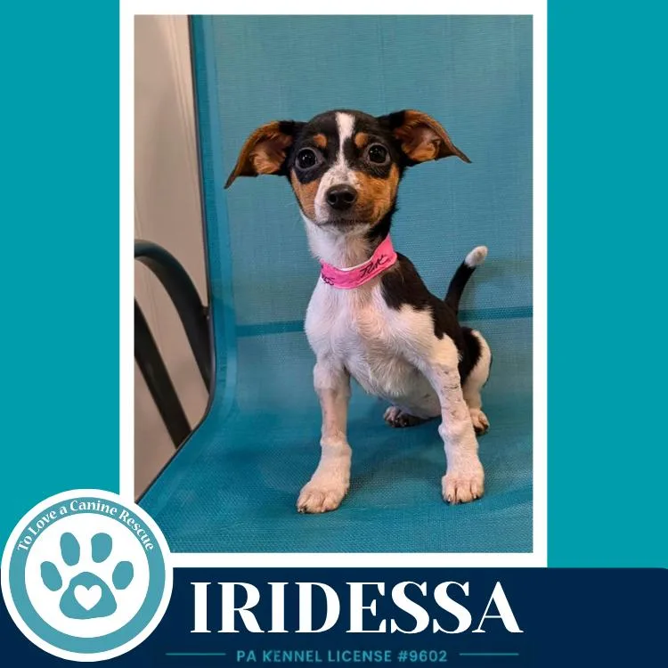 Iridessa thumbnail 2