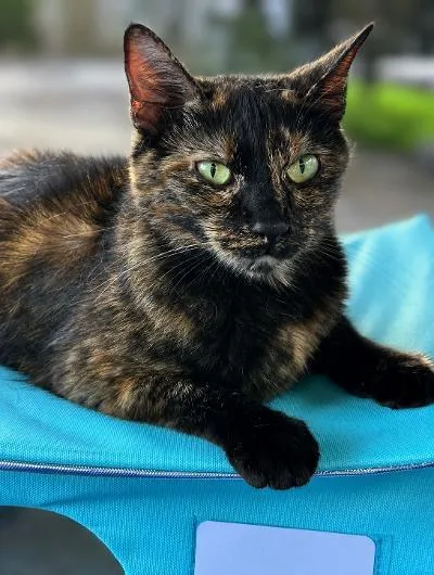 An adult medium-sized female Tortoiseshell Domestic Short Hair cat named Tabitha for adoption in Mokena, IL