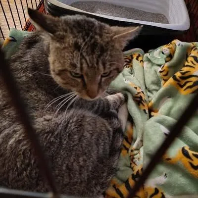 A young small-sized male Brown / Chocolate Domestic Short Hair cat named Marlowe for adoption in Winchester, VA