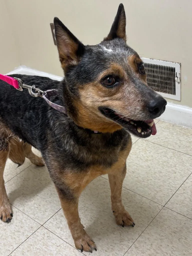 An adult medium-sized female Australian Cattle Dog / Blue Heeler dog named Bindi for adoption in Fall River, MA