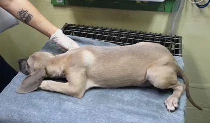 A baby medium-sized female Black Mouth Cur dog named Silvermist for adoption in Picayune, MS