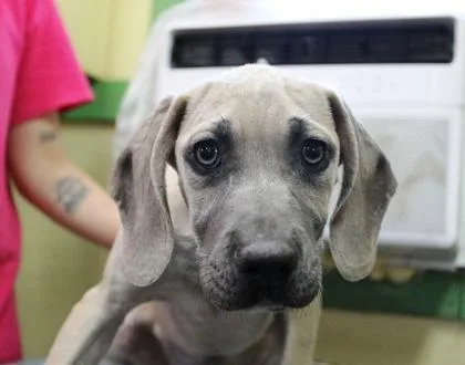 Silvermist thumbnail 2