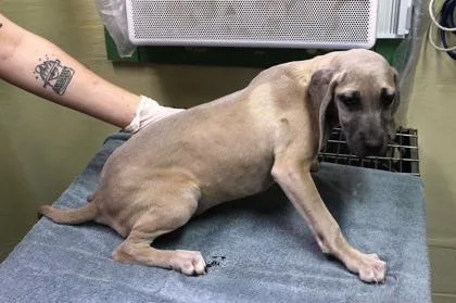 Silvermist thumbnail 3