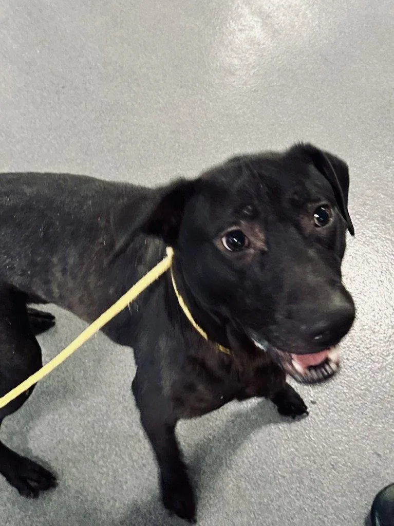 A young large-sized male Labrador Retriever dog named Da  Jack for adoption in Glen Allen, VA